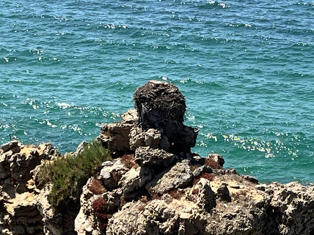 Dit is een foto van een nest van de witte ooievaar. De Costa Vicentina, in Portugal, is de enige plek in de wereld waar witte ooievaars op steile kliffen en rotspunten boven de oceaan nestelen. Dat ben ik ook pas te weten gekomen nadat ik de foto had genomen.